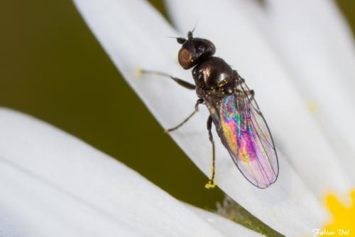 Oscinella sp.