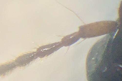 Harpalus sp.