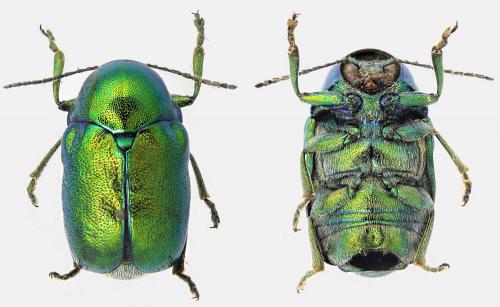 Cryptocephalus sericeus