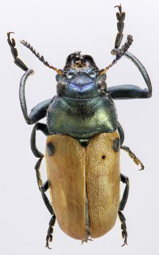 Réf. 281 466 : Labidostomis asiatica