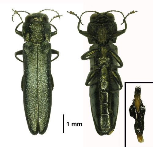 Réf. 281 453 : Agrilus sulcicollis
