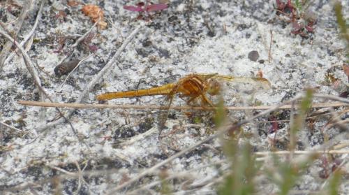 Orthetrum coerulescens