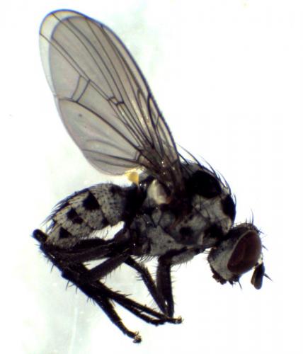 Réf. 281 680 : Anthomyia sp.