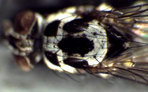 Anthomyia sp.