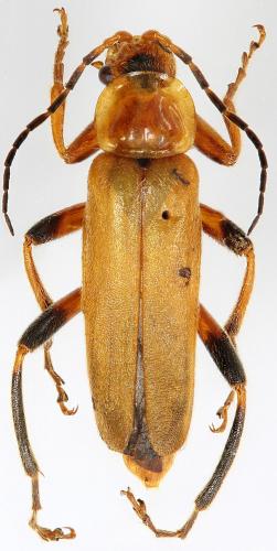 Réf. 281 417 : Cantharis livida