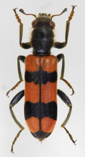 Réf. 281 832 : Trichodes longissimus