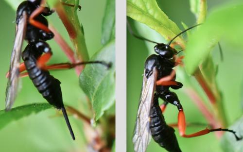 Réf. 281 608 : Pimpla rufipes