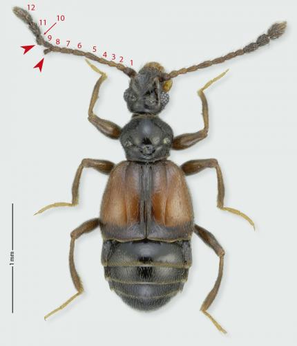 Réf. 281 904 : Rybaxis longicornis