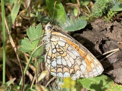 Réf. 281 590 : Melitaea parthenoides