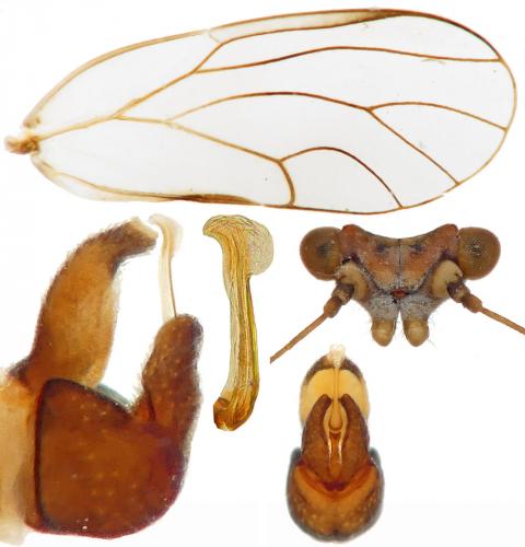 Cacopsylla affinis