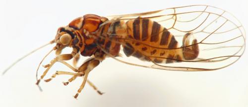 Cacopsylla affinis