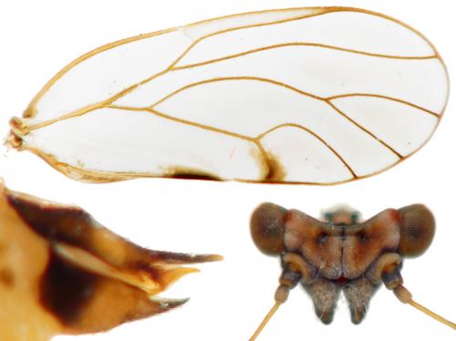 Cacopsylla albipes