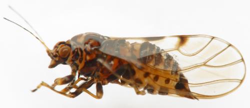 Cacopsylla albipes