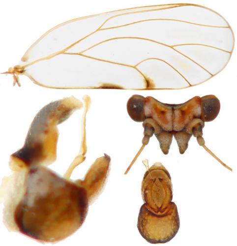 Cacopsylla albipes