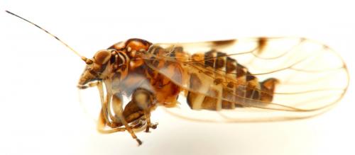 Cacopsylla albipes