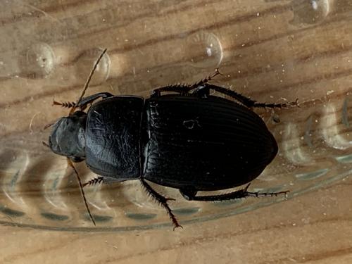 Réf. 281 213 : Harpalus sp.
