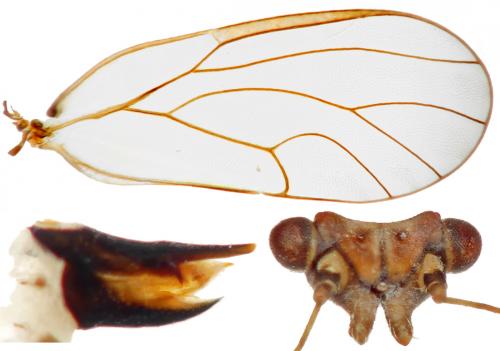 Cacopsylla melanoneura
