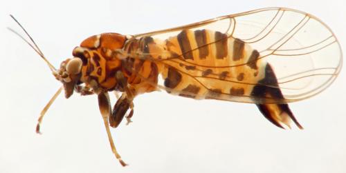 Cacopsylla melanoneura