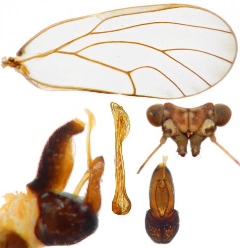 Cacopsylla melanoneura