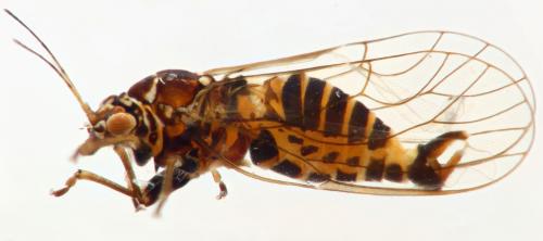 Cacopsylla melanoneura