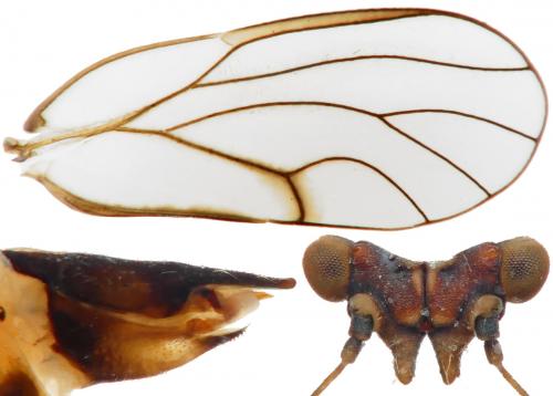 Cacopsylla nigrita