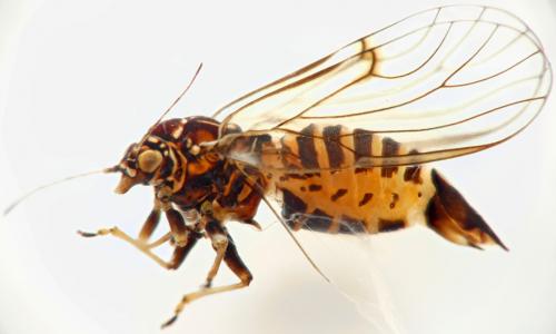 Cacopsylla nigrita