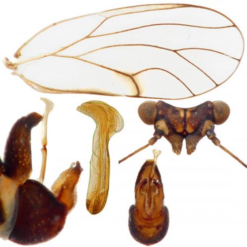 Cacopsylla nigrita
