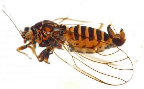 Cacopsylla nigrita