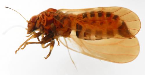 Cacopsylla pruni