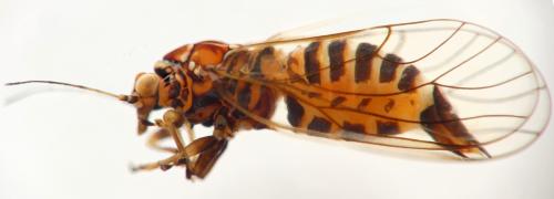 Cacopsylla affinis