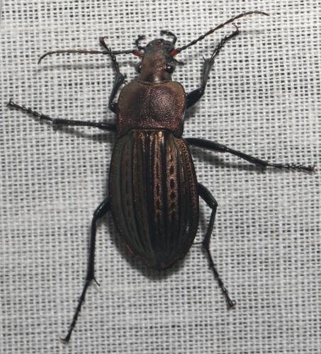 Carabus cancellatus