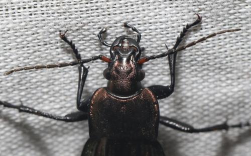 Carabus cancellatus