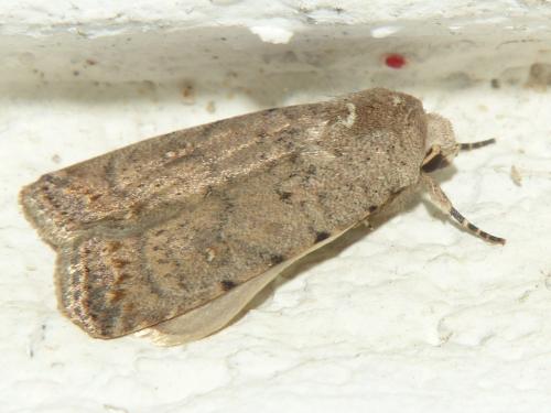 Réf. 281 021 : Caradrina clavipalpis