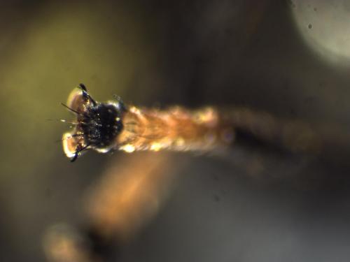 Réf. 281 368 : Cheilosia ranunculi