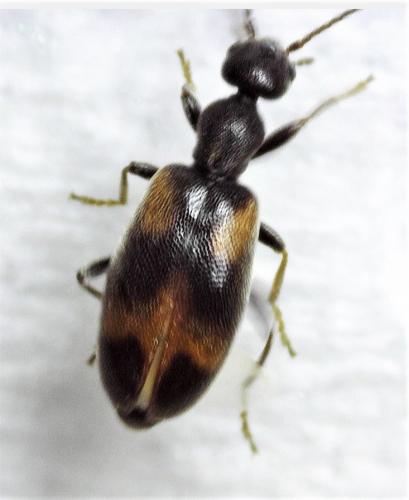 Réf. 281 023 : Anthicus sp.