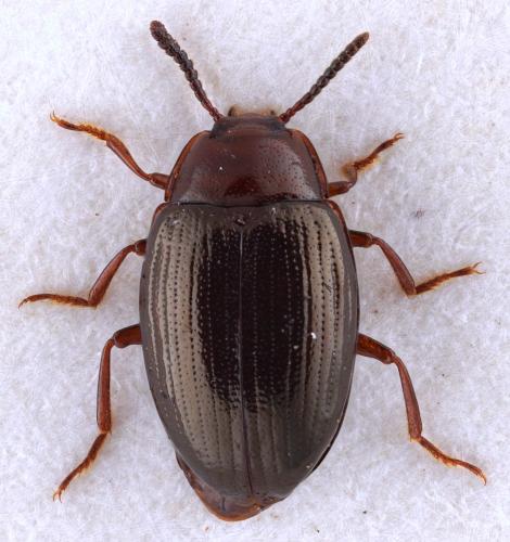 Scaphidema metallica