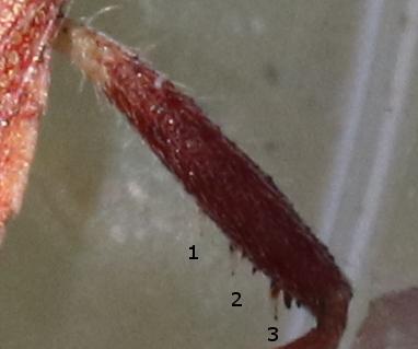 Réf. 281 690 : Coriomeris hirticornis