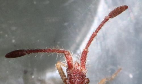 Coriomeris hirticornis