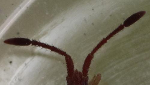 Réf. 281 689 : Coriomeris hirticornis