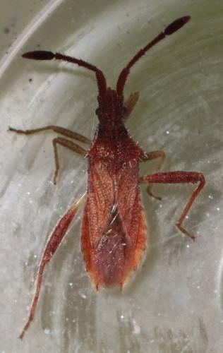 Coriomeris hirticornis