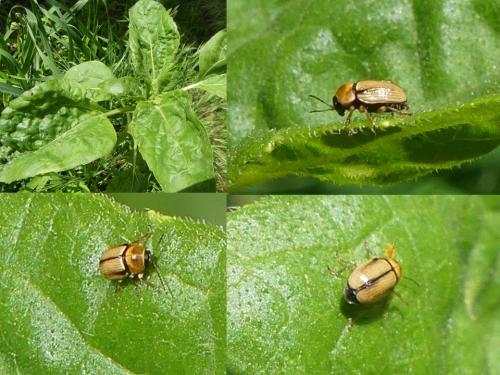 Cryptocephalus sp.