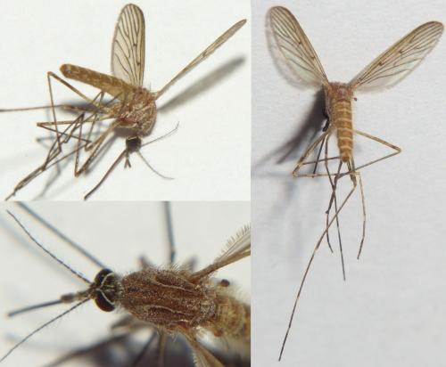 Réf. 281 098 : Culiseta longiareolata