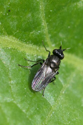 Oscinella maura