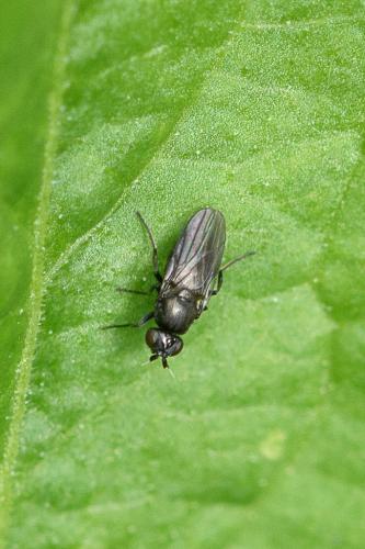 Oscinella maura