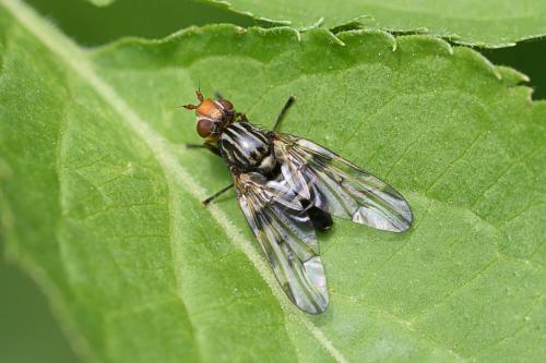 Otites porcus