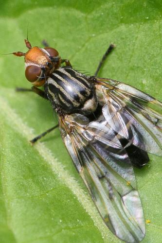 Otites porcus