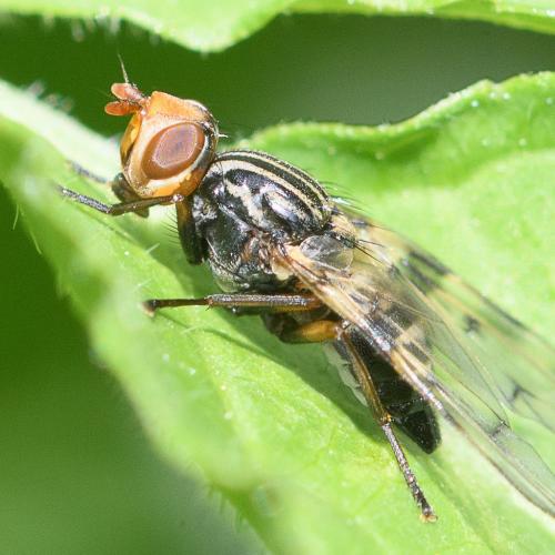 Otites porcus