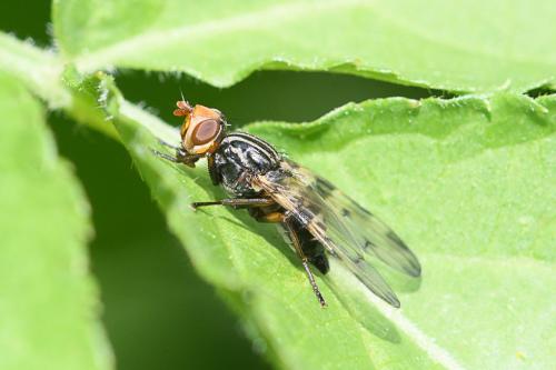 Otites porcus