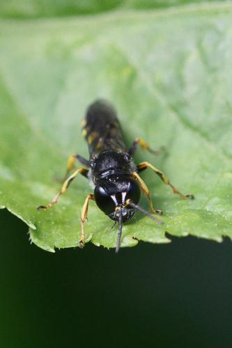 Ectemnius cavifrons