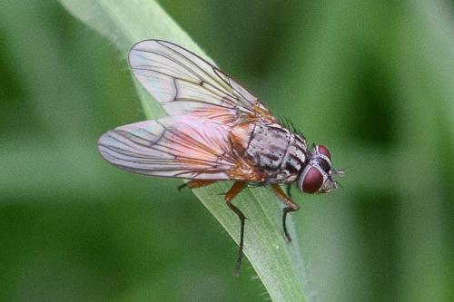 Réf. 281 506 : Phaonia subventa